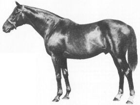 Nearco, campione imbattuto, foto d'epoca